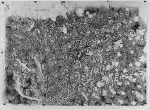 Estampage de l'inscription rupestre cham C. 104 (fragment 1) d'An Trinh EFEO_CAM16894_2