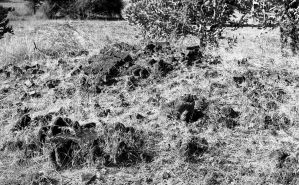 Tertre n°817 du site de Pagan EFEO_PICP06961