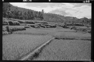 Paysage près de Karangasem EFEO_GROB03855