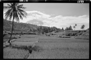Paysage près de Karangasem EFEO_GROB03857