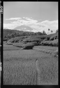 Paysage près de Karangasem EFEO_GROB03858