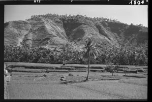 Paysage près de Karangasem EFEO_GROB03859