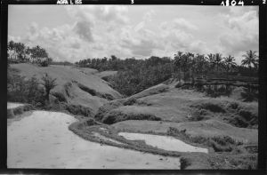 Paysage près de Bedulu EFEO_GROB03861