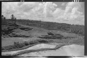 Paysage près de Bedulu EFEO_GROB03862