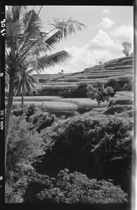 Paysage près de Bedulu EFEO_GROB03864