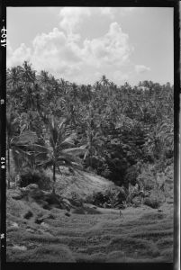 Paysage près de Bedulu EFEO_GROB03865