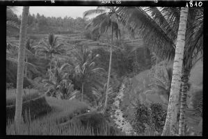Paysage près de Bedulu EFEO_GROB03867