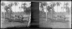 Palmeraie dans les environs de Jakarta EFEO_MARH00463