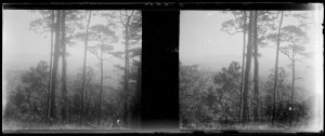 Forêt EFEO_MARH00497