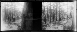 Promenade en forêt EFEO_MARH00502
