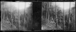 Forêt EFEO_MARH00503