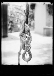 « Serpent » EFEO_MARH01421