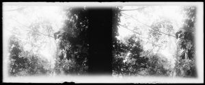 Forêt EFEO_MARH01509