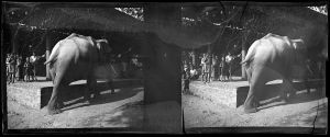 « Phnom Penh. Éléphant au marché du petit Takao » EFEO_MARH01519