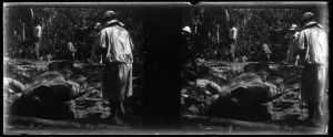 Dégagement d'une statue monumentale au Phnom Dei EFEO_MARH01584