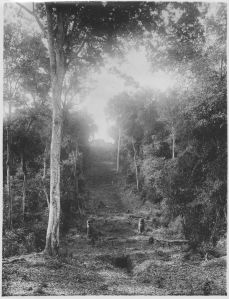 Phnom Bakheng : escalier de base nord de la colline EFEO_MARH02257